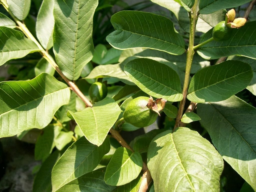 chữa hôi miệng