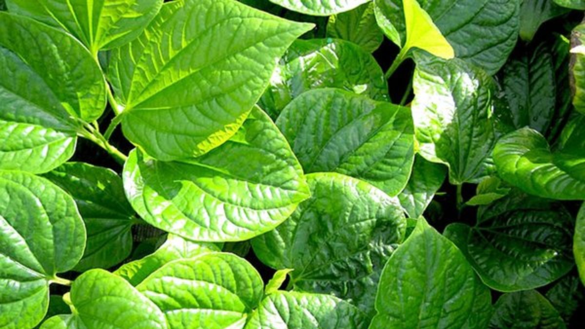 chữa hôi miệng15