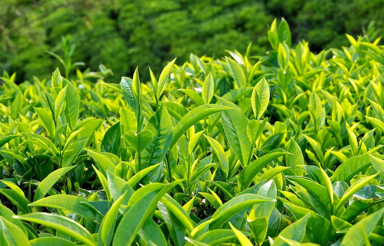 Mẹo chữa nhức răng tại nhà hiệu quả 
