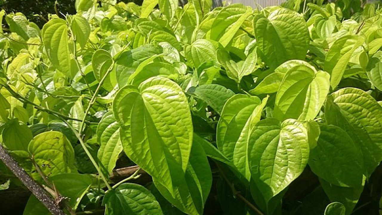 Mẹo chữa nhức răng bằng lá trầu không 