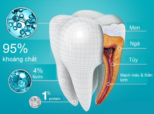 Men răng là gì? Các vấn đề của men răng dễ gặp phải? 10 Men răng là gì? Vai trò của men răng?