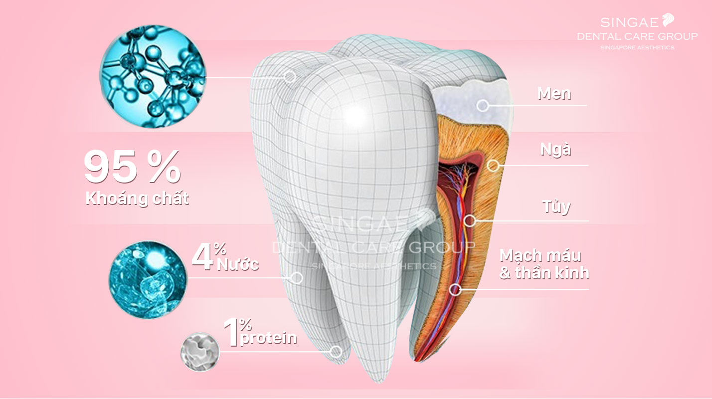 Men răng là gì? Các vấn đề của men răng dễ gặp phải?