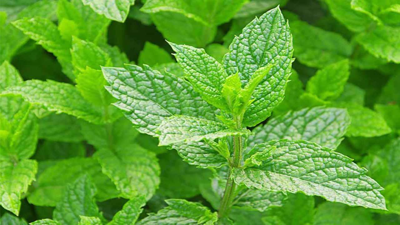 Cách trị đau răng 