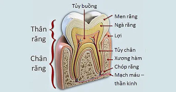 Hình ảnh viêm tủy răng giúp bạn sớm nhận biết và điều trị 7 Nguyên nhân của viêm tủy răng