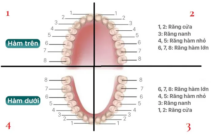 Cách gọi tên và số thứ tự sơ đồ răng vĩnh viễn