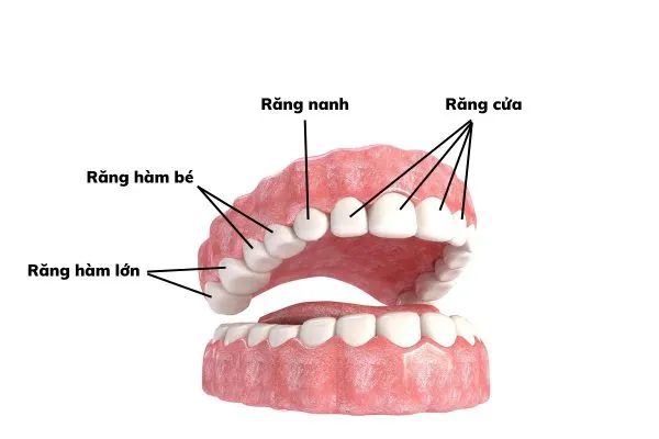 Hình thể răng là gì