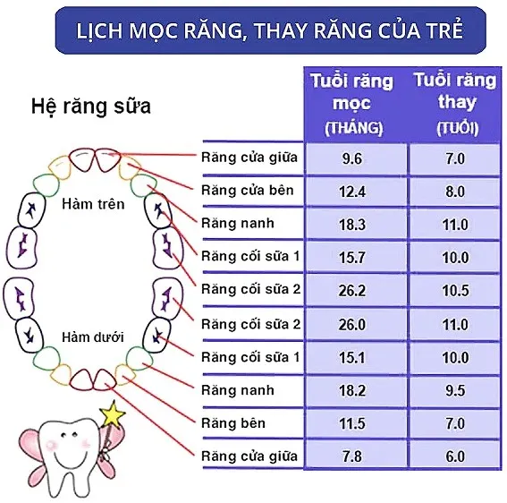 Lịch mọc và thời gian mọc răng vĩnh viễn