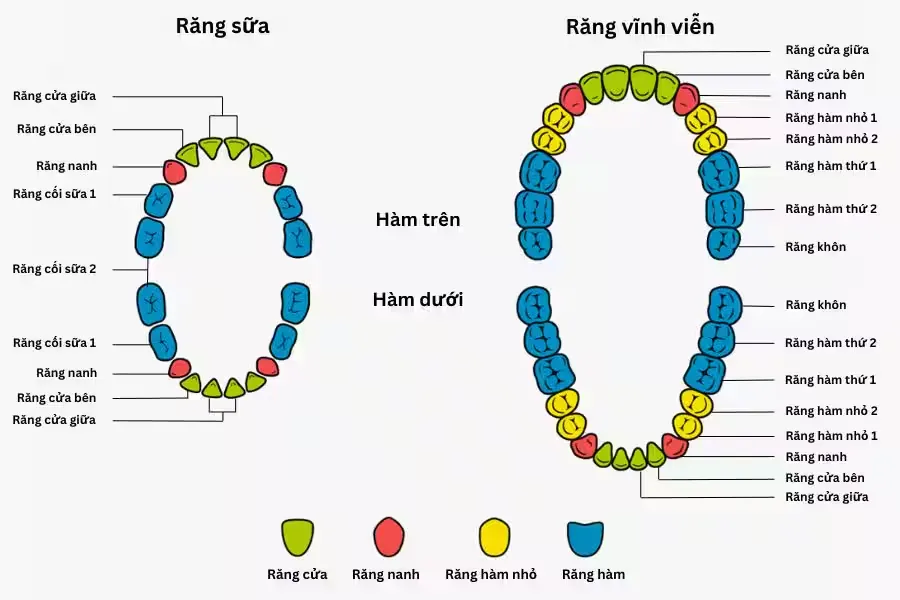 Người trưởng thành có mấy loại răng