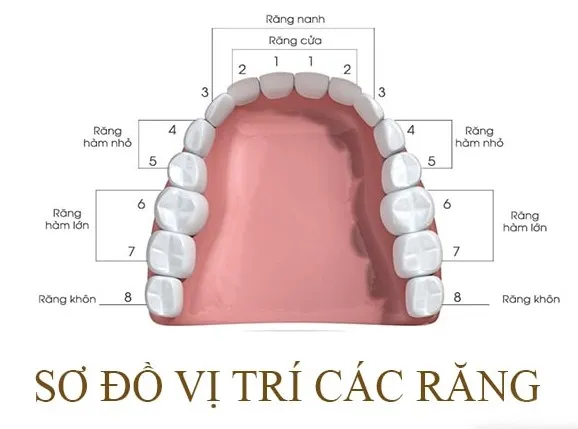 Vị trí và chức năng của răng số 7